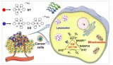 单细胞ICP-MS研究新型光催化抗癌药物双核铱化合物