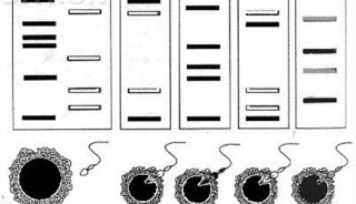 毛细管电泳在 DNA 指纹图谱分析中的应用