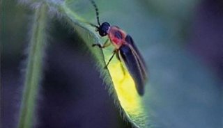 为生物实验做出大贡献的小动物（三）———萤火虫