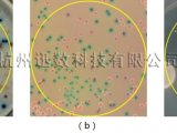 全自动菌落计数仪_创新技术(三)：多色菌落的分类检测