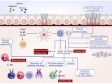 单细胞功能蛋白组技术在自身免疫病领域的应用