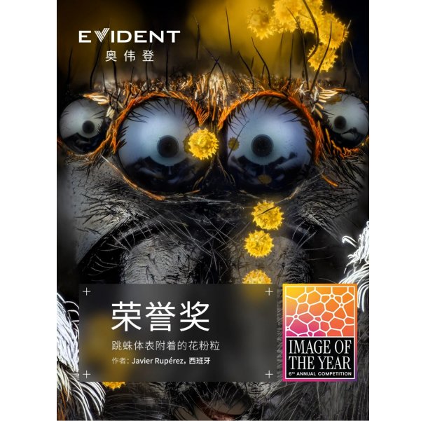 EVIDENT第六届年度图像大赛荣誉奖精选Ⅰ