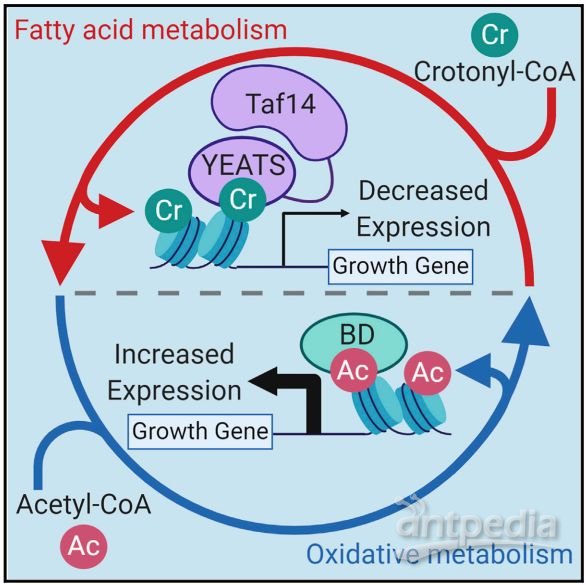 Mol Cell：新研究揭示组蛋白巴豆酰化/乙酰化修饰拮抗调控代谢稳态与基因表达