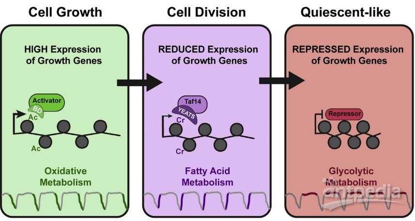 Mol Cell：新研究揭示组蛋白巴豆酰化/乙酰化修饰拮抗调控代谢稳态与基因表达