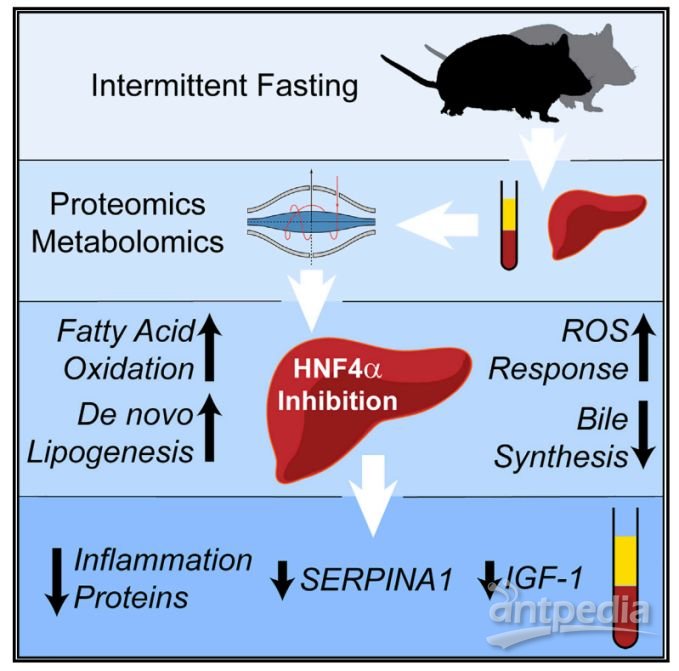 Cell Reports：整合组学分析揭示间歇性禁食对肝脏代谢的影响