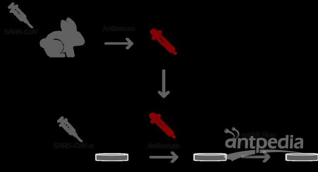 图2: Ogando等人的一项实验涉及使用免疫荧光显微镜对VeroE6细胞成像。在2002/2003年SARS爆发期间，他们大体上探索了在兔子身上制备抗SARS-CoV抗血清的潜力。他们使用不同的兔抗血清作为第一组抗体。然后，用第二组荧光抗体标记这些兔抗血清。随后，用DM6 B显微镜进行荧光显微镜检查。
