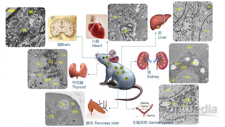 小鼠肝脏解剖示意图图片