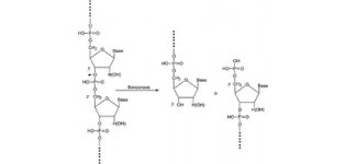 70746 内切<em>核酸</em>酶 Benzonase <em>核酸</em>酶，纯度> 90%