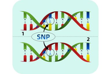 SNP基因分型封面图