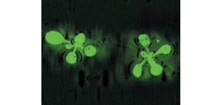 耶拿 UVP iBOX Scientia 900 动<em>植物</em>多重活体<em>成像</em>系统 小动物活体<em>成像</em>