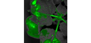 耶拿 UVP iBOX Scientia 900 动<em>植物</em>多重活体<em>成像</em>系统 <em>植物</em>抗逆性研究