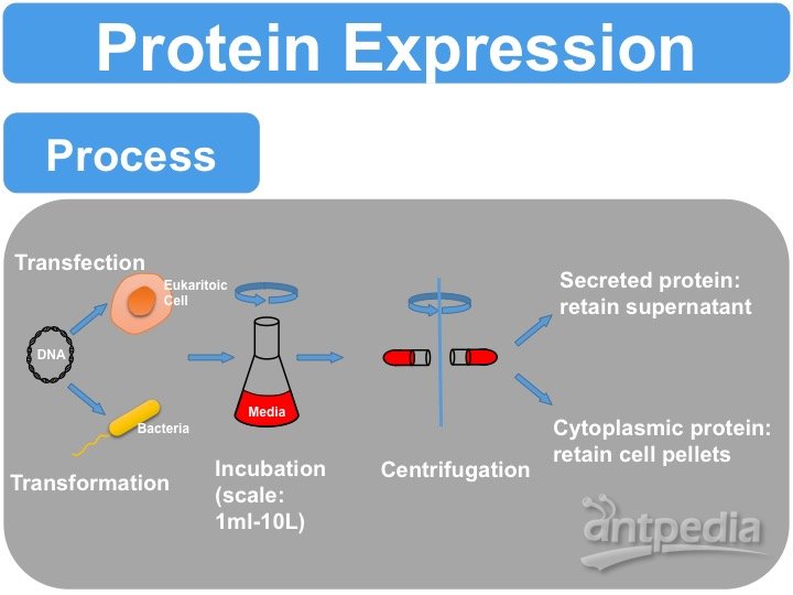酵母蛋白表达服务
