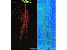 RhizoTron根系（表型）观测系统