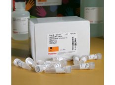 LightShift™ 化学发光 EMSA 试剂盒 20148 100 reactions