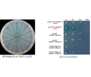 酵母双杂