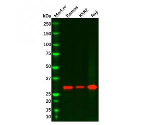 Recombinant Bcl10 Antibody，ExactAb™, Validated, 重组, 0.23 mg/mL