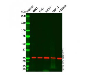 Recombinant Bak Antibody，ExactAb™, Validated, 重组, 0.7 mg/mL