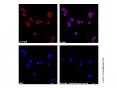 Recombinant Streptavidin Protein (AF546)，9013-20-1，ExactAb?, 已驗證, 1.0 mg/mL