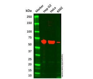 Albumin Mouse mAb，ExactAb™, Validated, Carrier Free, 1.0mg/mL