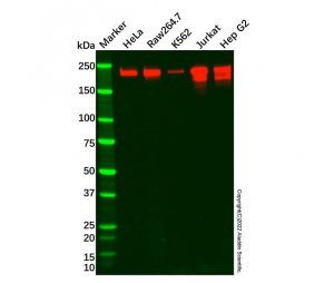 BRG1 Mouse mAb，ExactAb™, 已验证, 见COA