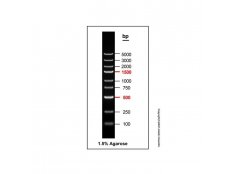 DNA Ladder?(100-5000bp)，BioReagent, 即用型, 適用于電泳, 適用于分子生物學, 用于核酸電泳, 100-5000bp, 9 bands, Blue,? 100bp/ 250bp/?500bp/ 750bp/ 1000bp/?1500bp/ 2000bp/ 3000bp/ 5000bp