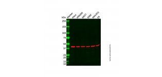 Recombinant beta Actin Antibody,ExactAb™, 已验证, 重组, 高<em>性能</em>, 见COA