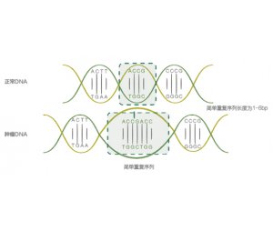 MSI微卫星不稳定检测