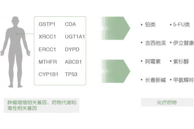 化疗毒副作用基因检测封面图