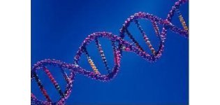 常规分子生物学及细胞生物学技术服务