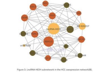 lncRNA服务封面图