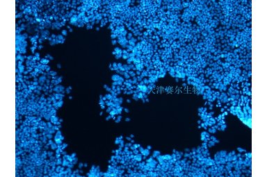 生物实验外包
