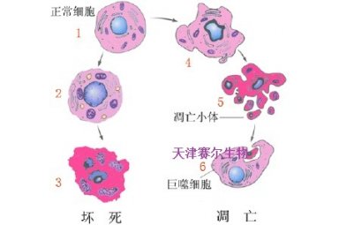 细胞流式凋亡封面图