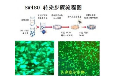 真核细胞转染及筛选稳定转染细胞系封面图