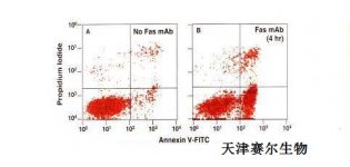 <em>细胞周期</em>和<em>凋亡</em><em>检测</em> 天津赛尔生物