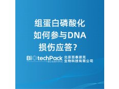 组蛋白磷酸化如何参与DNA损伤应答？