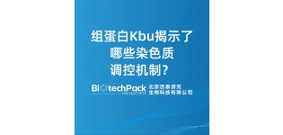 组蛋白Kbu揭示了哪些染色质<em>调控</em>机制?