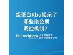 组蛋白Kbu揭示了哪些染色质调控机制？