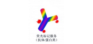 荧光标记服务（<em>抗体</em>/蛋白类）