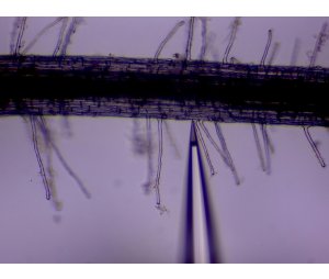 自动化NMT活体生理检测仪