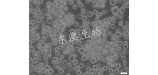 H22小鼠<em>肝癌</em>细胞