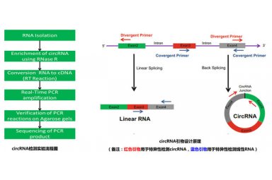 circRNA实时荧光定量PCR检测封面图