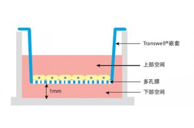 Caco-2通透性与转运体试验封面图