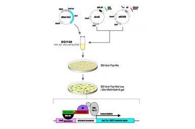 酵母双杂交（Yeast two hybrid）封面图