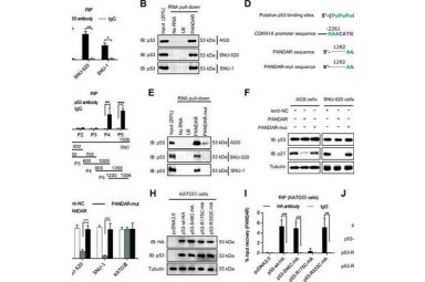 RNA pull-down分子互作实验服务生物实验动物实验整体课题外包代做封面图