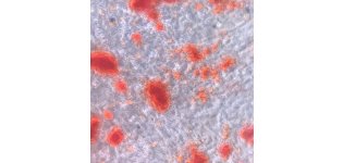 原代及干细胞鉴定流式检测实验服务生物实验动物实验整体课题外包代做