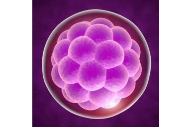 单细胞测序实验服务生物实验动物实验整体课题外包代做封面图