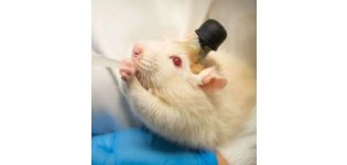 脑缺血模型动物建模实验服务生物实验动物实验整体课题外包代做
