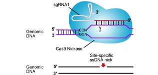 Crispr/Cas9 基因编辑慢病毒包装