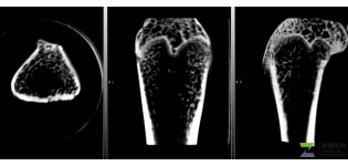 Micro-<em>CT</em> 检测