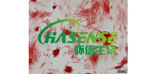 番红O染色